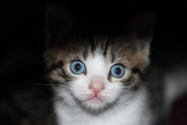 楽天カードで別の明細がキャンセルされる